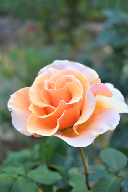 a peach
